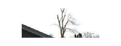 Business 1 image GUARDIAN TREE SERVICES LTD Tree Service/surgeons in Winnipeg South MB