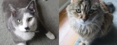 Business 3 image HOUSEGUARD HOUSESITTERS Security Services in Winnipeg MB