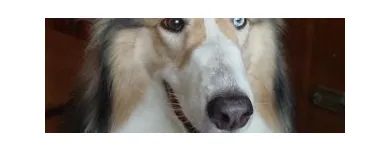 Business 1 image HOUSEGUARD HOUSESITTERS Security Services in Winnipeg MB