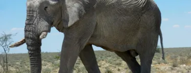 Business 2 image JULIEN SPÉCIFICITÉS DÉMO Pizzerias & Pizza Places in Verdun QC