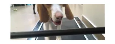 Business 1 image LE SPA 4 PATTES Pet Grooming Services in Lasalle QC