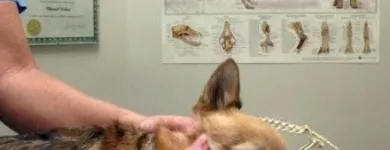 Business 2 image LE SPA 4 PATTES Pet Grooming Services in Lasalle QC