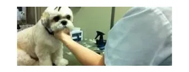 Business 3 image LE SPA 4 PATTES Pet Grooming Services in Lasalle QC