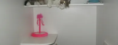 Business 8 image LE SPA 4 PATTES Pet Grooming Services in Lasalle QC