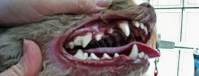 Business 9 image LE SPA 4 PATTES Pet Grooming Services in Lasalle QC