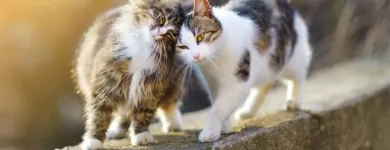 Entreprises 18 image LOCH LOMOND VETERINARY HOSPITAL Veterinarians dans Saint John NB