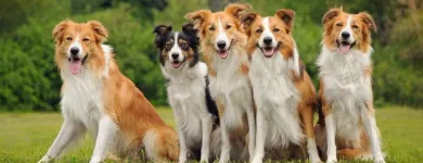 Entreprises 20 image LOCH LOMOND VETERINARY HOSPITAL Veterinarians dans Saint John NB