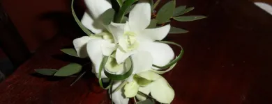 Business 2 image MOOD MOSS FLOWERS Shopping in Ottawa ON