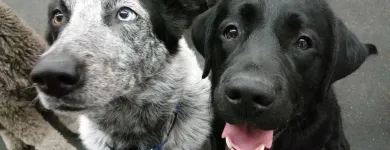 Entreprises 4 image NANAIMO PET SERVICES Pet Grooming Services dans Nanaimo BC