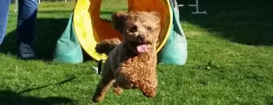 Entreprises 5 image NANAIMO PET SERVICES Pet Grooming Services dans Nanaimo BC