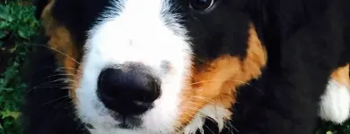 Entreprises 6 image NANAIMO PET SERVICES Pet Grooming Services dans Nanaimo BC