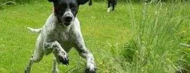 Entreprises 8 image NANAIMO PET SERVICES Pet Grooming Services dans Nanaimo BC