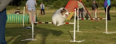 Entreprises 1 image NANAIMO PET SERVICES Pet Grooming Services dans Nanaimo BC