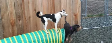 Entreprises 9 image NANAIMO PET SERVICES Pet Grooming Services dans Nanaimo BC