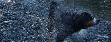 Entreprises 2 image NANAIMO PET SERVICES Pet Grooming Services dans Nanaimo BC