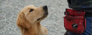 Entreprises 3 image NANAIMO PET SERVICES Pet Grooming Services dans Nanaimo BC