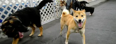 Entreprises 24 image PARTNERS NATURALLY INC Pet Grooming Services dans Grande Prairie AB