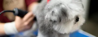 Business 12 image PAWSH DOG SPA & BOUTIQUE Pet Grooming Services in Vancouver BC