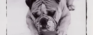 Business 13 image PAWSH DOG SPA & BOUTIQUE Pet Grooming Services in Vancouver BC