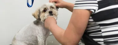 Business 14 image PAWSH DOG SPA & BOUTIQUE Pet Grooming Services in Vancouver BC