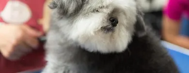 Business 2 image PAWSH DOG SPA & BOUTIQUE Pet Grooming Services in Vancouver BC