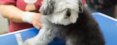 Business 16 image PAWSH DOG SPA & BOUTIQUE Pet Grooming Services in Vancouver BC