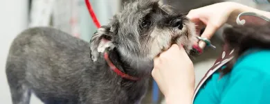 Business 20 image PAWSH DOG SPA & BOUTIQUE Pet Grooming Services in Vancouver BC