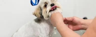 Business 7 image PAWSH DOG SPA & BOUTIQUE Pet Grooming Services in Vancouver BC