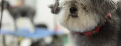 Business 43 image PAWSH DOG SPA & BOUTIQUE Pet Grooming Services in Vancouver BC