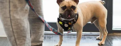 Business 44 image PAWSH DOG SPA & BOUTIQUE Pet Grooming Services in Vancouver BC