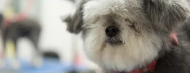 Business 49 image PAWSH DOG SPA & BOUTIQUE Pet Grooming Services in Vancouver BC