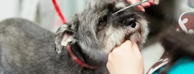 Business 50 image PAWSH DOG SPA & BOUTIQUE Pet Grooming Services in Vancouver BC