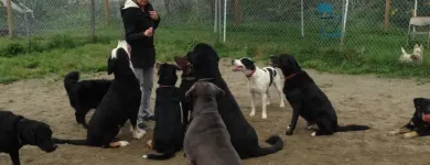 Business 4 image PENSION ET TOILETTAGE DESBEC Pet Sitters in Sherbrooke QC