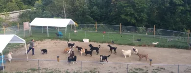 Business 5 image PENSION ET TOILETTAGE DESBEC Pet Sitters in Sherbrooke QC