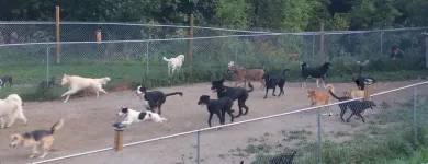 Business 1 image PENSION ET TOILETTAGE DESBEC Pet Sitters in Sherbrooke QC