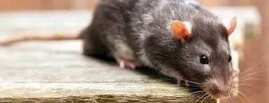 Business 4 image PEST CONTROL OAKVILLE Pest Control Equipment & Supplies in Oakville ON