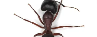 Business 2 image PEST DOCTOR Pest & Vermin Control in Nanaimo BC