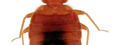 Business 1 image PEST DOCTOR Pest & Vermin Control in Nanaimo BC