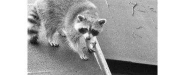 Entreprises 1 image PESTEND PEST CONTROL TORONTO Pest & Vermin Control dans North York ON