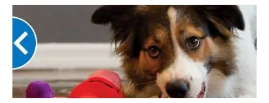 Business 5 image PETSMART Shopping in Scarborough ON