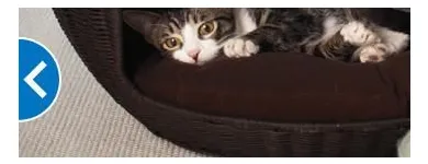 Business 6 image PETSMART Shopping in Burlington ON