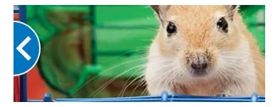 Business 8 image PETSMART Shopping in Richmond Hill ON