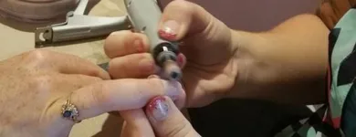 Entreprises 2 image RIFA BEAUTY CONSULTING Education dans Nepean ON