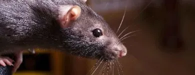 Business 4 image RODENT CONTROL VANCOUVER Pest Control Equipment & Supplies in Vancouver BC