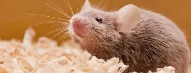 Business 6 image RODENT CONTROL VANCOUVER Pest Control Equipment & Supplies in Vancouver BC