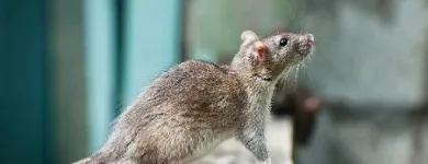 Business 1 image RODENT CONTROL VANCOUVER Pest Control Equipment & Supplies in Vancouver BC