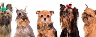 Business 2 image SALON DE BEAUTÉ CANINE Pet Grooming Services in Saint-Léonard QC