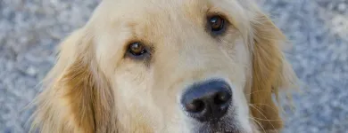 Business 3 image SASKATOON PET PHOTOS Photographers & Photo Studios in Saskatoon SK