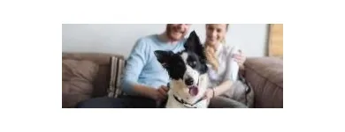 Business 4 image SASKATOON PET PHOTOS Photographers & Photo Studios in Saskatoon SK