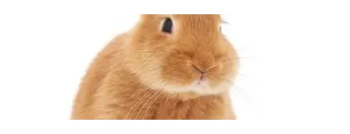 Business 1 image SASKATOON PET PHOTOS Photographers & Photo Studios in Saskatoon SK